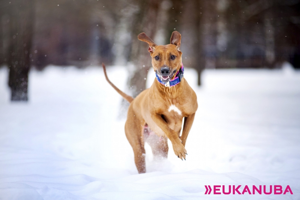 Eukanuba