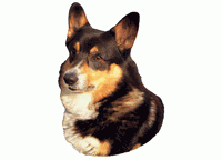 Welsh Corgi KHS201