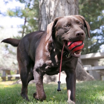 KONG Lelu Wavz Bunjiball 8 cm