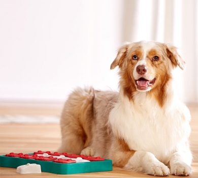 Nina Ottosson Dog Brick taso 2