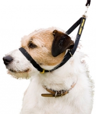 Canny Collar koko 5 Musta   