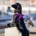 Dog Copenhagen Comfort Walk Go™ Harness wild rose