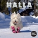 Halla-tossu pinkki 4 kpl/pakkaus