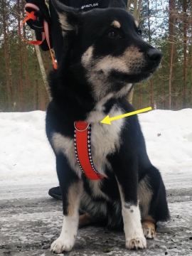 Rally säädettävä koiran Y-valjas vedonestomahdollisuudella XS