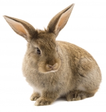 Genesis Timothy Rabbit Food 1 kg irtopakattu