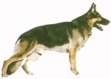 Saksanpaimenkoira KHS008