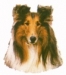 Collie KHS013