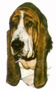 Basset Hound KHS022