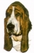 Basset Hound KHS022