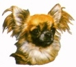 Chihuahua KHS033