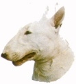 Bullterrieri KHS036