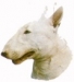 Bullterrieri KHS036