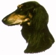 Saluki KHS040