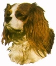 Cavalier King Charlesin spanieli KHS041