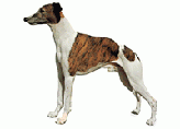 Whippet KHS055