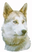 Siperian husky KHS056