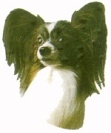 Papillon KHS058