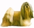 Shih tzu KHS069