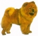 Chow Chow KHS075