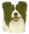 Bordercollie KHS087