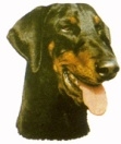 Dobermanni KHS099