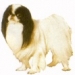 Japanese chin KHS101