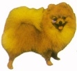 Pomeranian KHS115