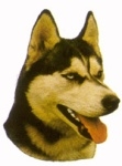 Siperian husky KHS117