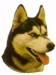 Siperian husky KHS117