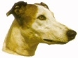 Greyhound KHS123