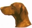 Unkarinvizsla KHS132