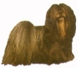 Lhasa apso KHS135