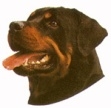 Rottweiler KHS144