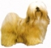 Lhasa apso KHS153