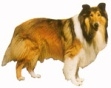 Collie KHS158