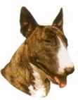 Bullterrieri KHS165
