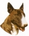 Bullterrieri KHS165