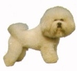 Bichon fricé KHS169