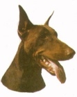 Dobermanni KHS172