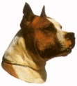 Amerikan staffordshirenterrieri KHS190