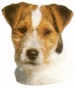 Jack russel KHS192