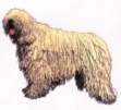 Komondor KHS205