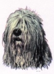 Bergamasco KHS206