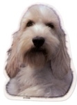 Basset griffon vendeen KHS217