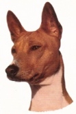 Basenji KHS226