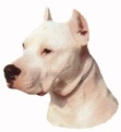 Dogo Argentino KHS227