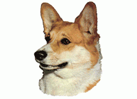 Welsh Corgi KHS103