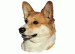 Welsh Corgi KHS103