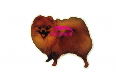 Pomeranian KHS115