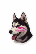 Siperian husky KHS117